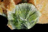 Radiating, Green Wavellite Crystal Aggregation - Arkansas #127111-1